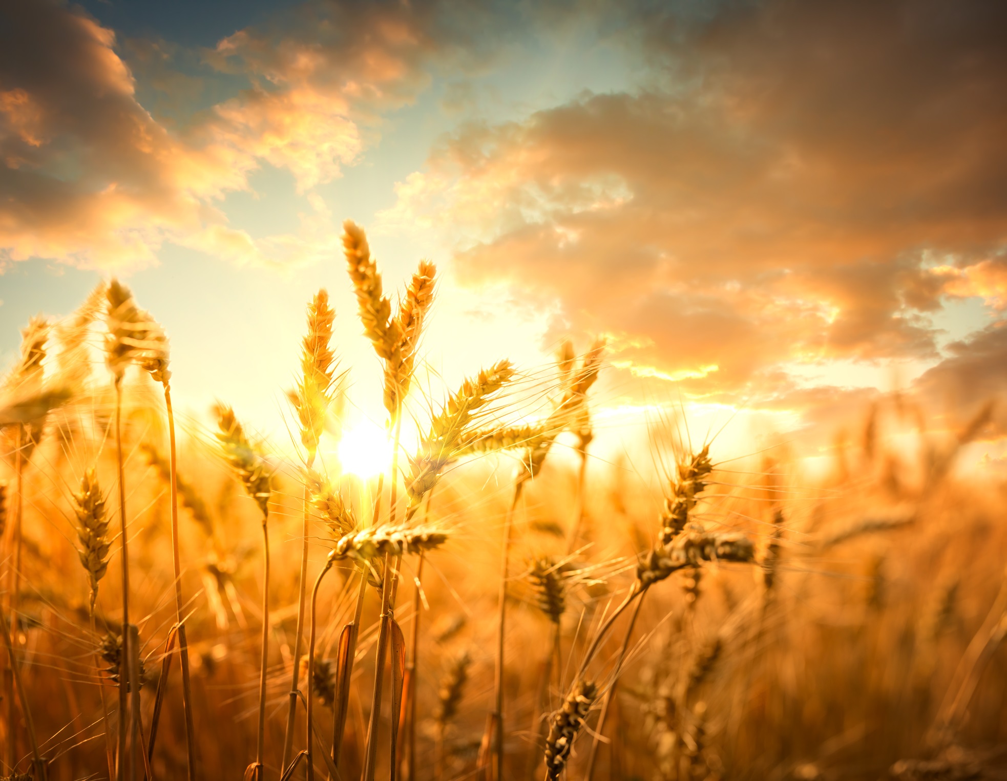 Wheat against sunset