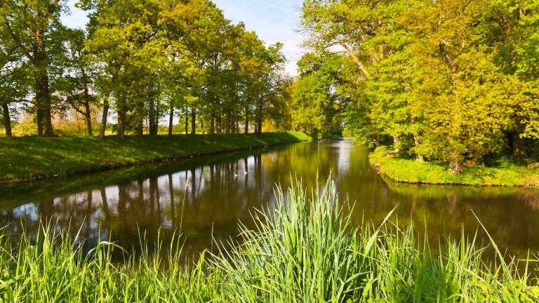 Greenwood on the Canal Bank in the Netherlands