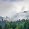 Fog in the forest of pine trees in the mountains
