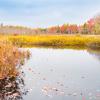 Wetland calm pond surrounded by golden vegetation and brilliant colors of fall foliage forest