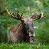 Wildlife scene from Sweden. Moose lying in grass under trees