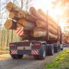 Forestry activity. Trucks transporting tree trunks.