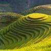 Landscape picture of terraced, green rice fields in Vietnam.