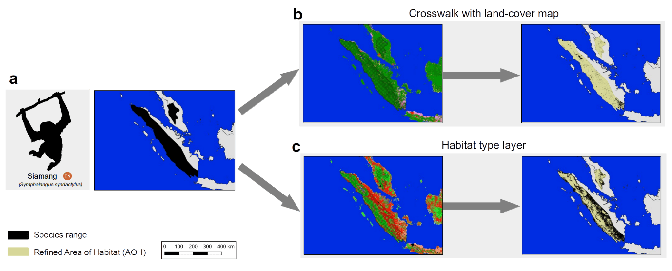 The range of the endangered Siamang (Symphalangus syndactylus) in Indonesia and Malaysia according to the IUCN Red List. Up to now refinements of its range were conducted based on land cover crosswalks (b), while the habitat map allows a more complete refinement (c).