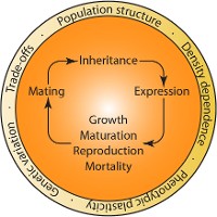Framework-for-Eco-Genetic-Modeling