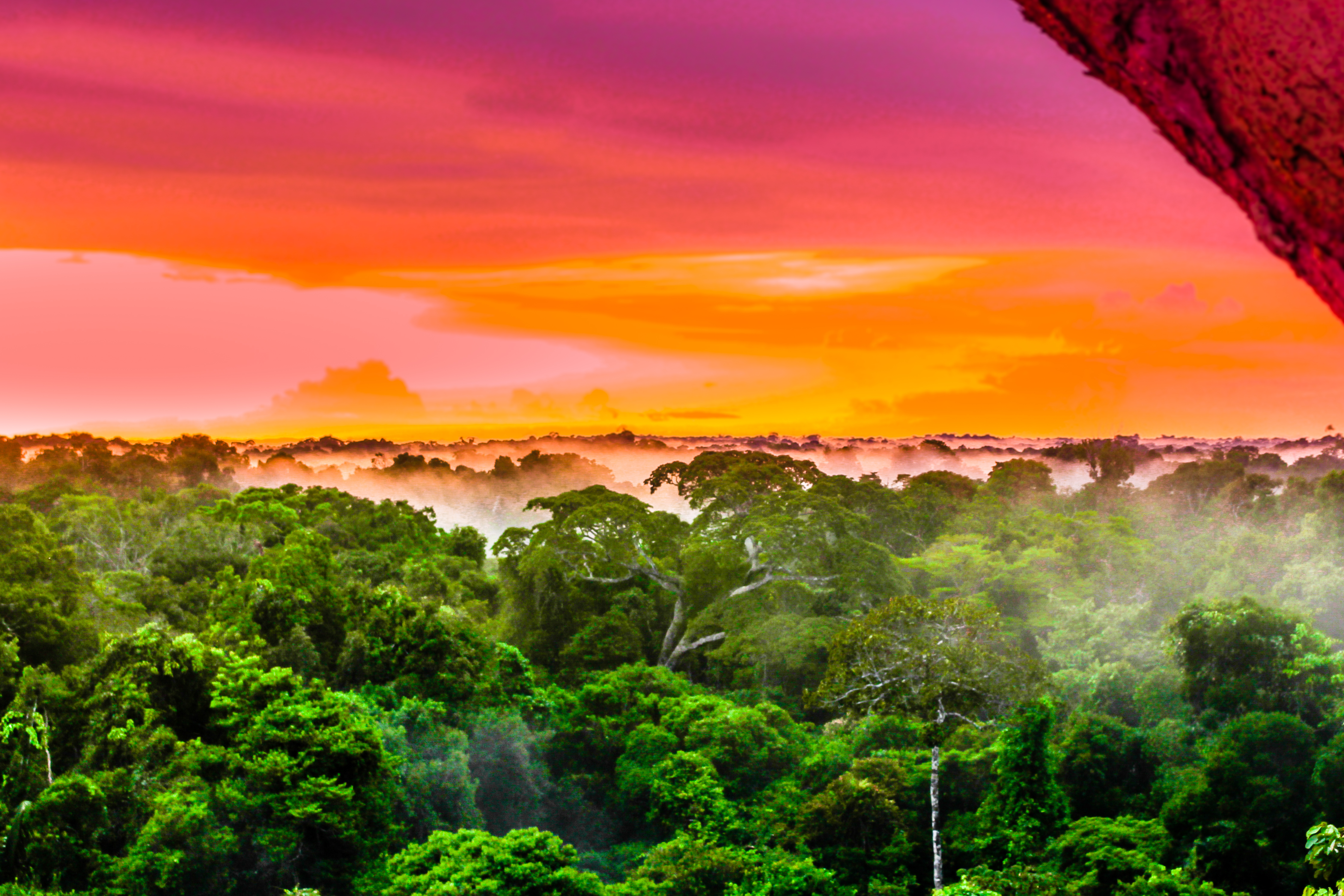 Amazon rainforest.