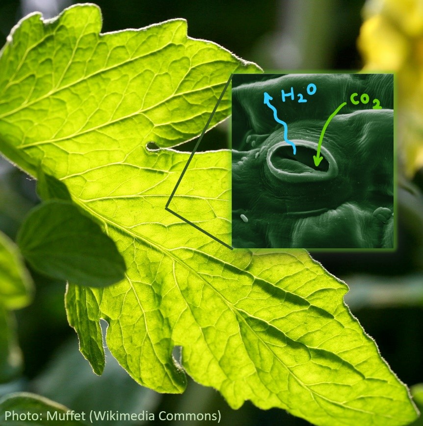 Figure showing CO2 uptake and loss of water vapor through tiny valves on a leaf's surface