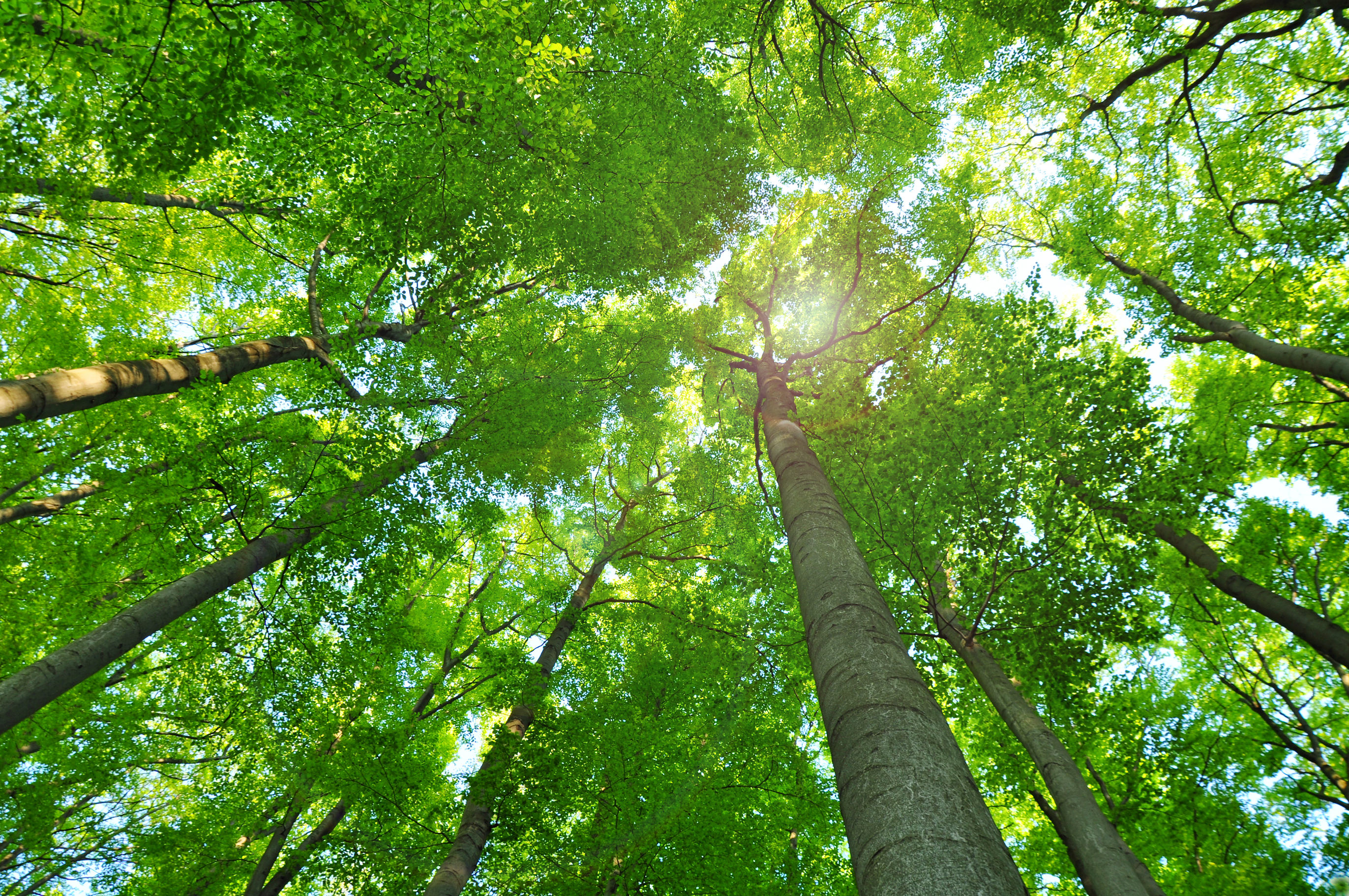 Light shining through the canopy in a forest
