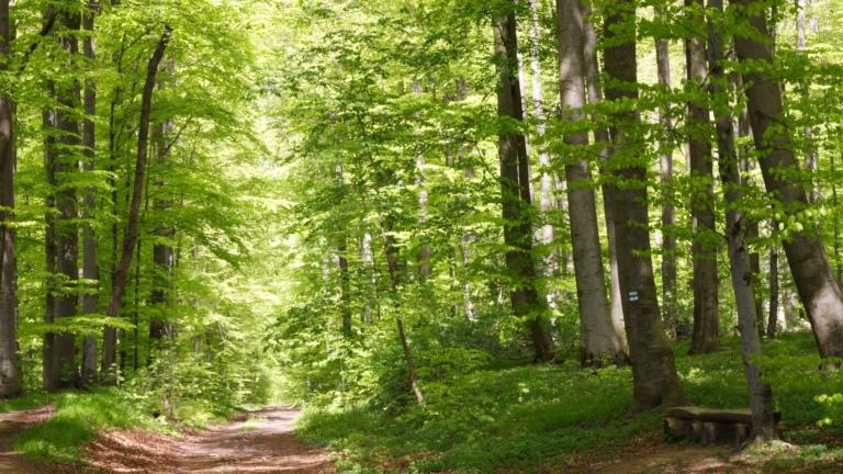 sunshine in forest with forest road