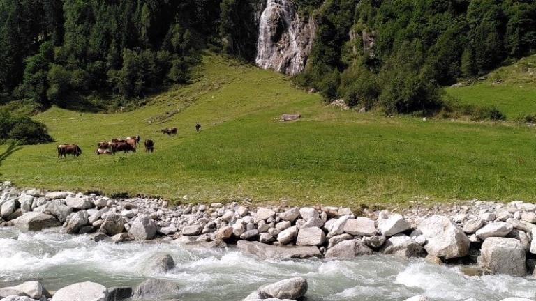 pinzgau_cows_river