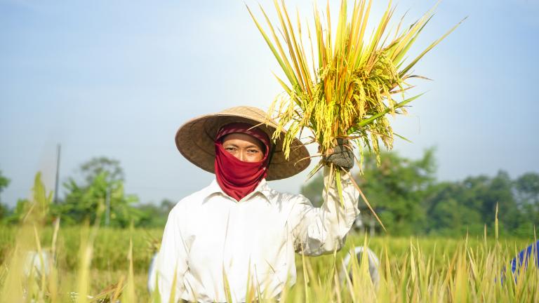 Transformasi Sistem Agro-Pangan di Indonesia |  Berita Fatamorgana