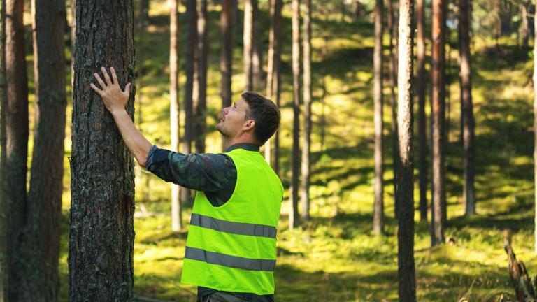 Forests and the bioeconomy: Navigating climate and biodiversity goals