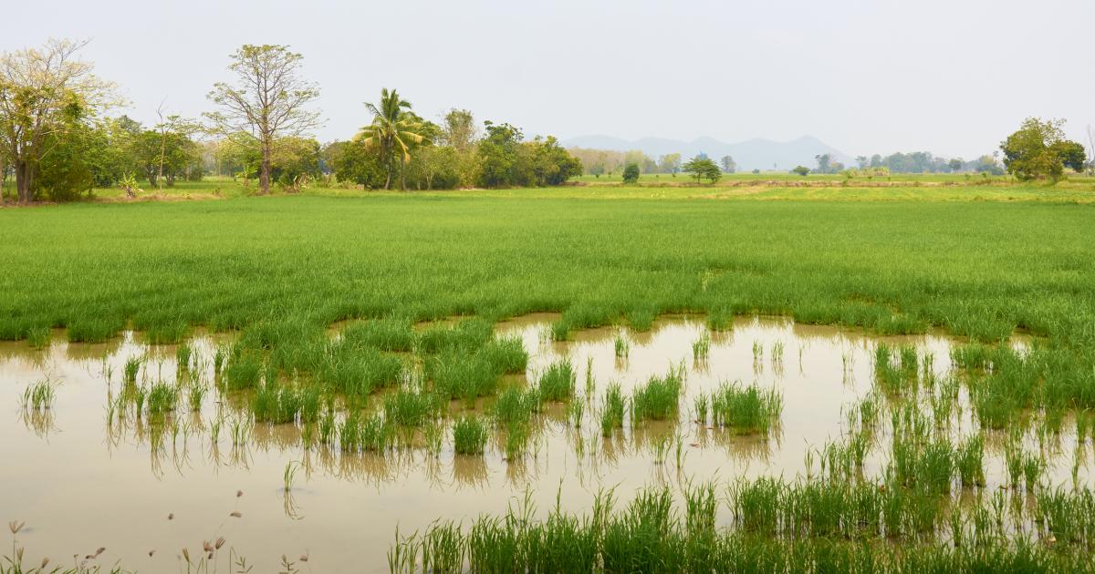 Global LandScapes: RFS-IIASA Rapid Spatial Analysis | IIASA