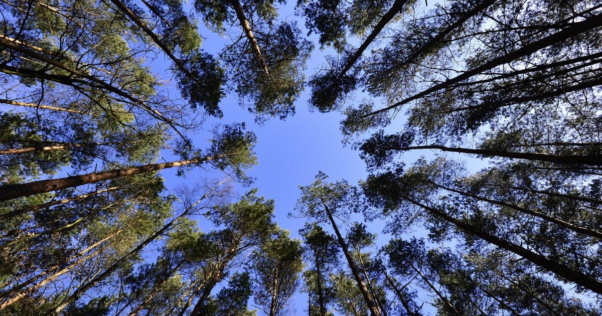  Tree-Quest: a citizen science tool for collecting single-tree Motiv 