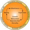 Framework-for-Eco-Genetic-Modeling