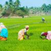 women reap the harvest