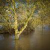 flood