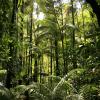 rainforest