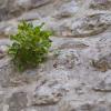 The plant grows out of the wall
