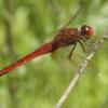 Libelle 