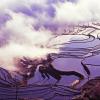 rice terraces
