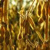 Soybean plant in Brazil