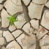 sprout in cracked land