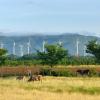 Mexican landscape with windmills and cows
