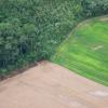 Tropical forests