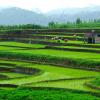 rice field
