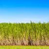 sugar cane