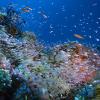 reef