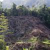 deforestation