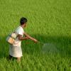 indian farmer
