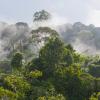 rainforest