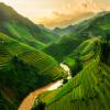 vietnam fields