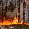 Forest burning