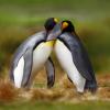animal love