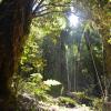 Plants of the Valdivian temperate rainforests in southern Chile Chilean Patagonia