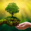 Umwelt-Tag der Erde in den Händen von den Bäumen, die Sämlinge wachsen Bokeh grünen die weibliche Hand des Hintergrundes