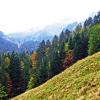 Trees and mixes forests in the Obertoggenburg region, Stein
