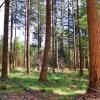 Beautiful view into a nothern europe forest with pine trees on a sunny day