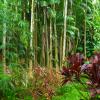 Tropical rainforest