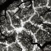 Crown shyness phenomenon or canopy spacing and disengagement of tree crown that avoid touching each other