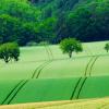 Green fields with forest in background