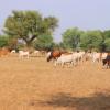 Uncovering how grasslands changed our climate