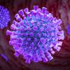 IIASA operational while taking coronavirus protective measures