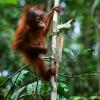 Baby orangutan
