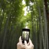 Arashiyama Bamboo Grove