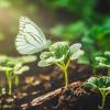 White butterfly on small green plant